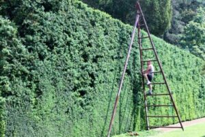 Ladders For Pruning Trees