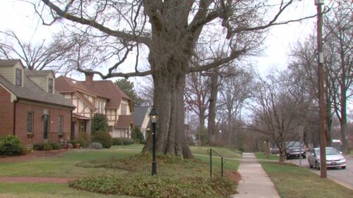 Best Way To Prune Oak Trees