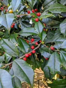 7 American Holly Tree Facts