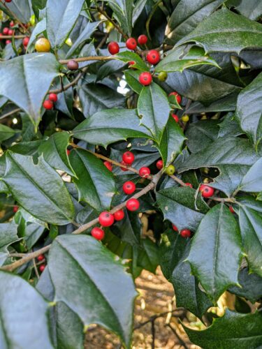 When Is The Best Time To Prune Holly Trees