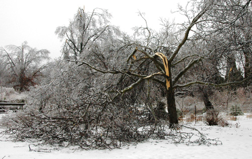 https://pender.ces.ncsu.edu/2021/02/dealing-with-ice-damaged-trees/