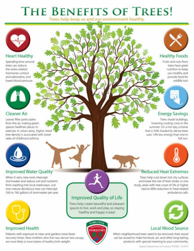 10 Benefits That Trees Provide To Us As a Society
