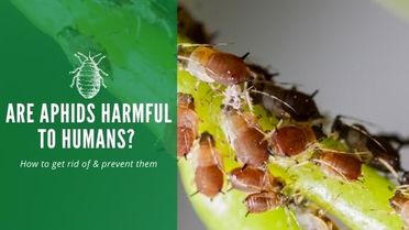 Are Aphids Harmful to Humans