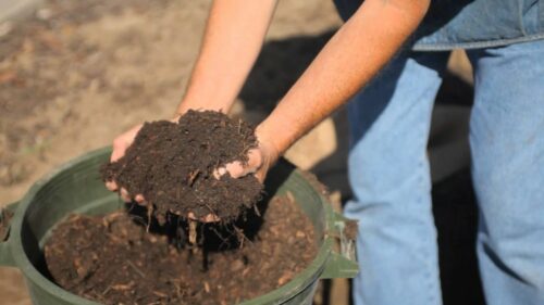 Best Soil For Apple Trees.