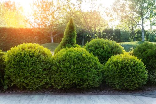 Best Time To Prune Boxwoods