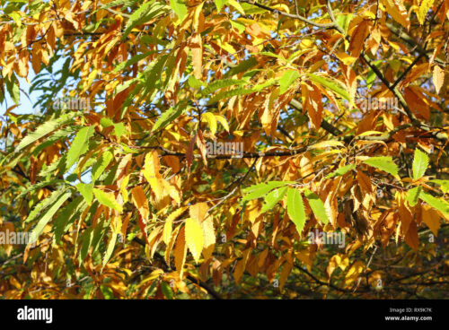 CUT LEAF EUROPEAN BEECH
