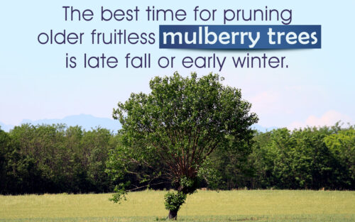 Can You Prune Mulberry Trees In The Summer