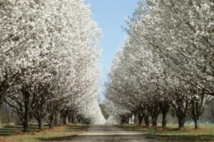 Facts about Bradford Pear Trees.