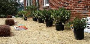 Can You Plant Shrubs In The Summer