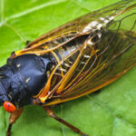 Protect Trees From Cicadas
