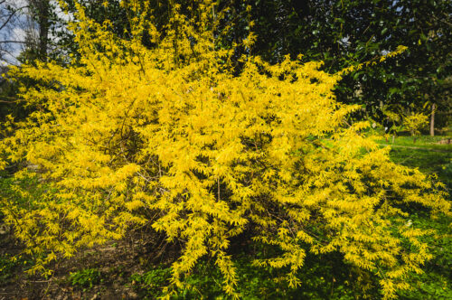How to keep forsythia from spreading?