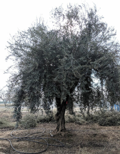 How To Prune An Olive Tree?