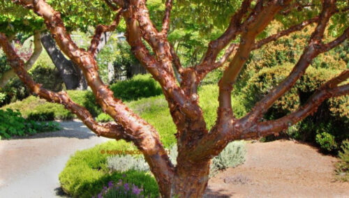 Hybrid Paperbark Maple