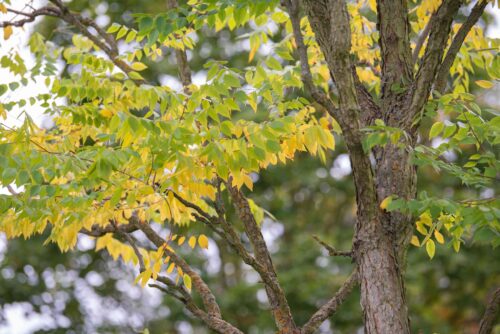 KENTUCKY COFFEE TREE