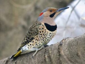 Why Do Woodpeckers Peck Trees? Names of Birds That Live In Trees. NORTHERN FLICKER