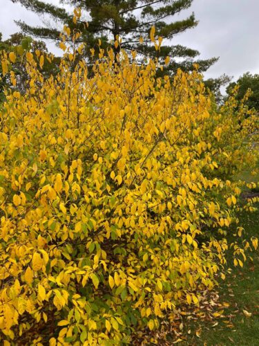 SPICEBUSH