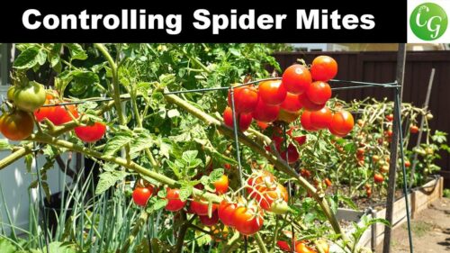 Spider Mites On Tomato Plants