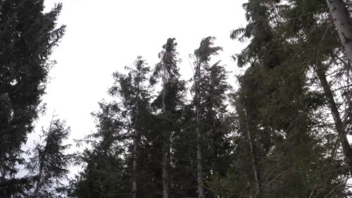 Strong Howling Wind Sound 2 Hours / Swaying Spruce Trees in The Wind