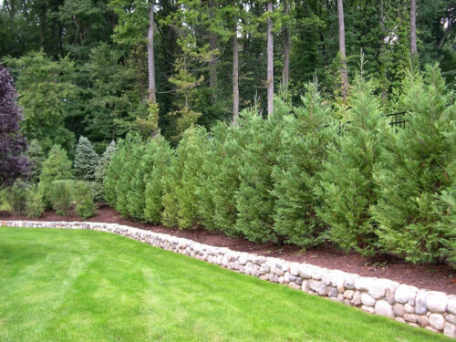 Trees For Privacy - We All Like Our Privacy Too — Marcells Tree Service ...