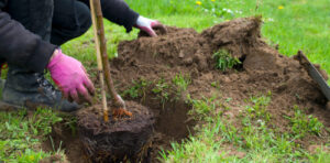 When to water, mulch, and stake your trees and shrubs.