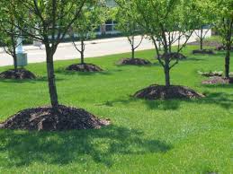 Water Mulch and Stake