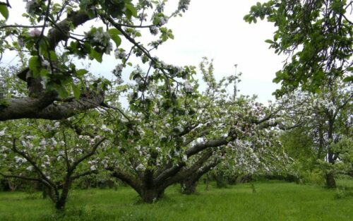 When To Prune Apple Trees
