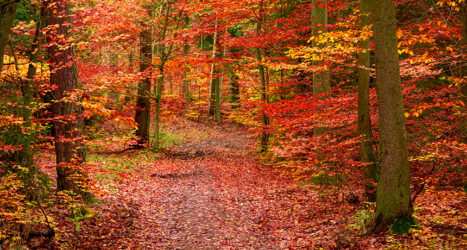 Insects and Diseases of Kentucky Forests