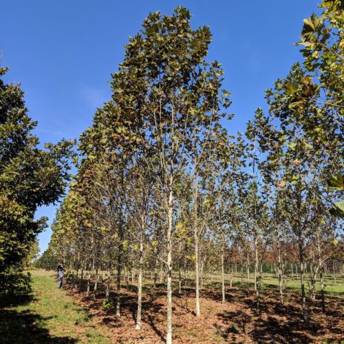YARWOOD PLANETREE