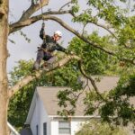 It is the main reason why trees grow so tall. Trees growing in forests are primarily dictated by competition for solar energy. Winter Tree Trimming Tips.