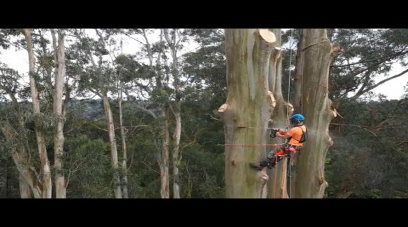 Emergency Tree Removal Near Me