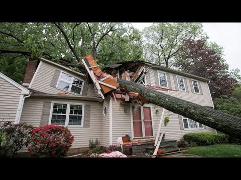 Emergency Tree Removal Near me.