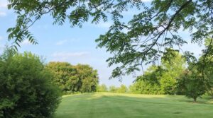 Tree Care Tips And Treatments