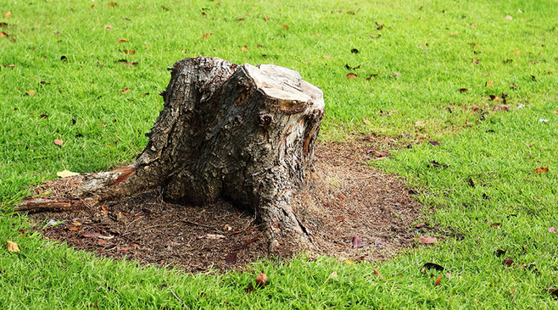 Louisville Stump Removal: A Guide for a Tidy Landscape
