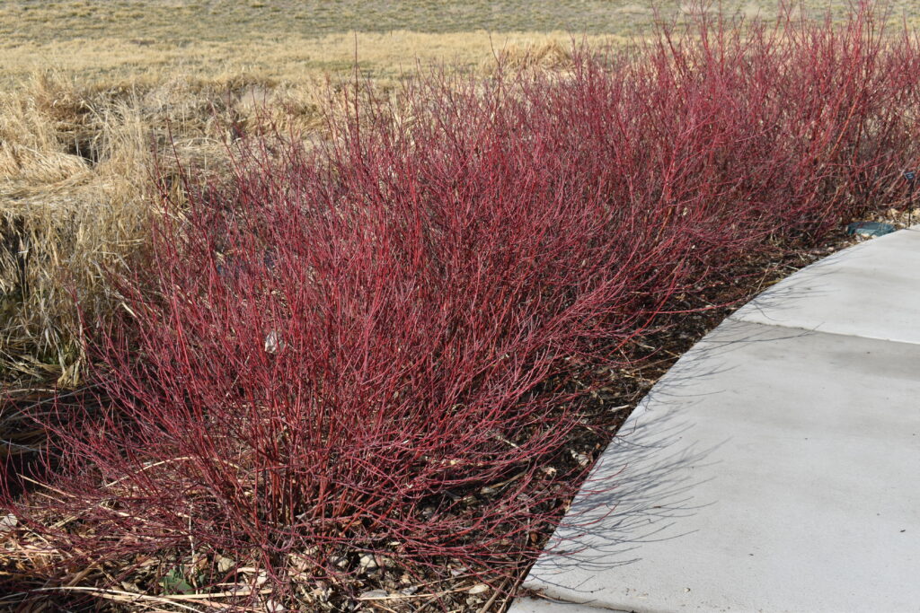 When To Prune A Red Twig Dogwood?
