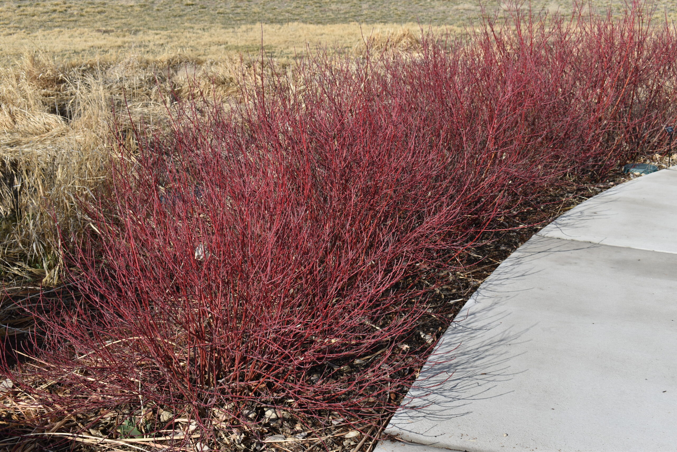 When To Prune A Red Twig Dogwood?