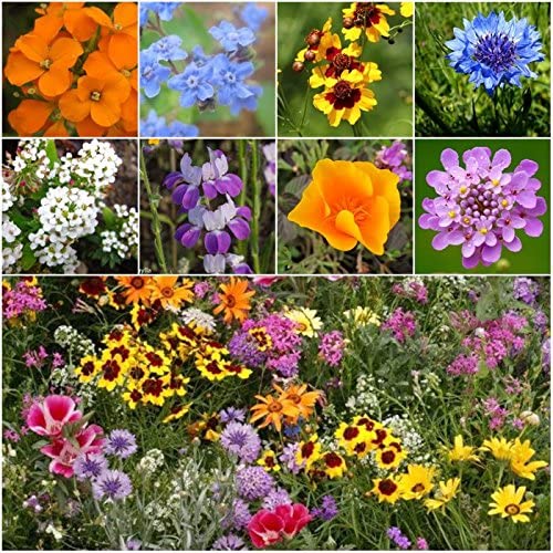 Fast-Growing Flowers To Start From Seeds. Ready to get some beautiful flowers in your garden? Planting seeds is the least expensive way to go
