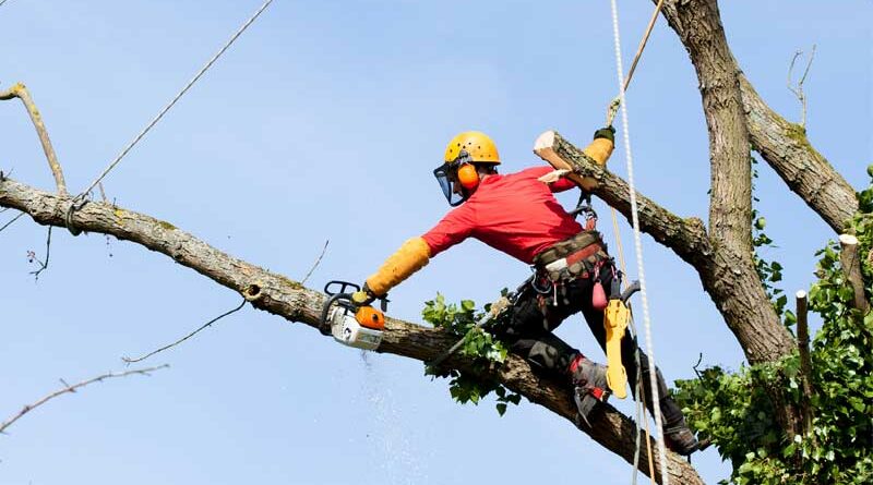 Tree Removal In Louisville KY.