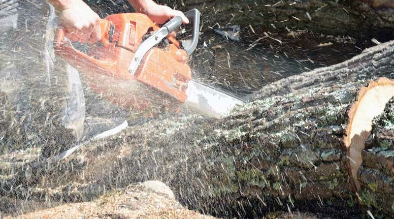 Clean Up Storm Tree Damage Safely. Trees are not like we are.