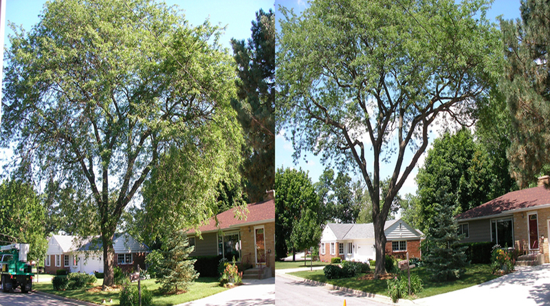 Best Way To Prune Oak Trees-Before And After