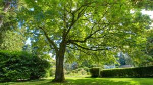 Best Time to Prune a Maple Tree