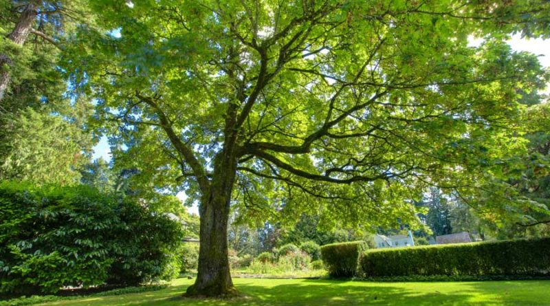 Best Way To Prune Oak Trees