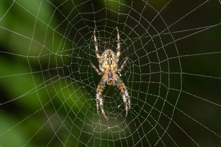 How to Keep Spiders off Your Deck.