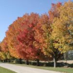The best time to prune your red maple trees