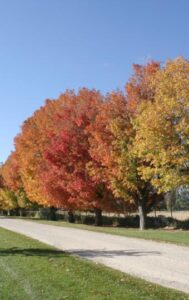 The best time to prune your red maple trees