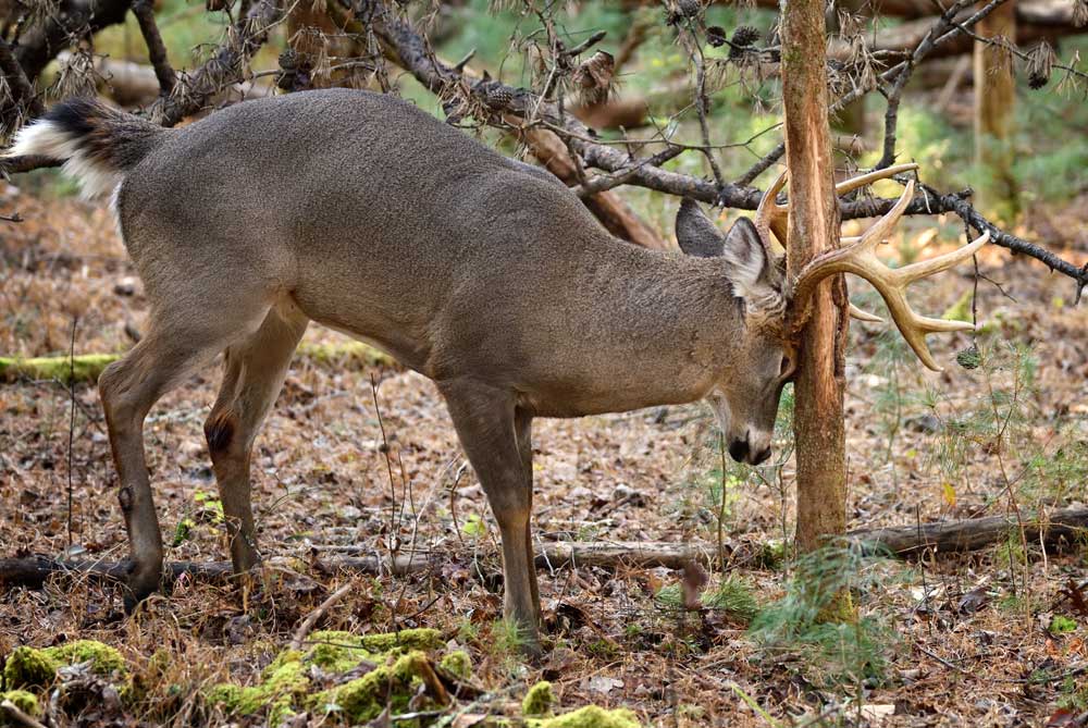 Why Do Bucks Rub Trees