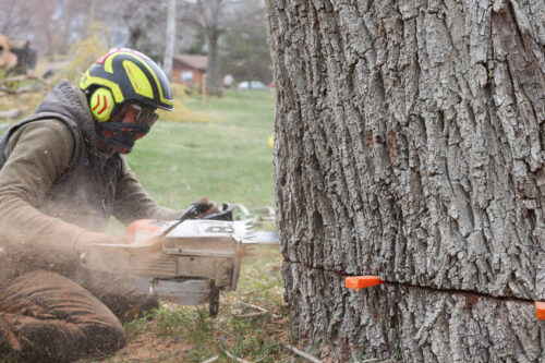 Why Pruning Your Trees is Essential for Their Health