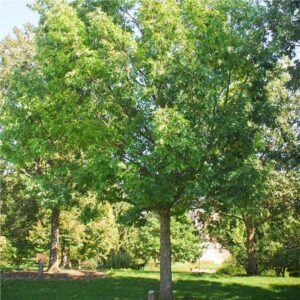 Facts about white oak trees. Oak trees are native to North America.