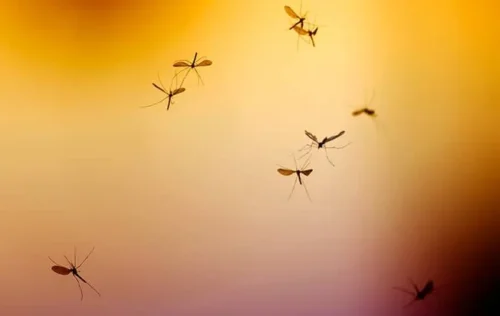 How high can mosquitoes fly?