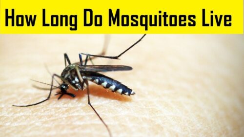 How long do mosquitoes live? -When is the best time to spray for mosquitoes?