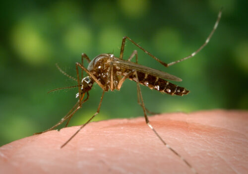 What do mosquitoes look like? -When is the best time to spray for mosquitoes?